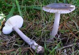 Imagem de Amanita friabilis (P. Karst.) Bas 1974