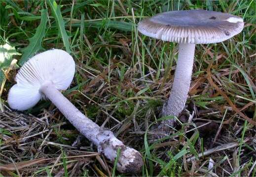 Слика од Amanita friabilis (P. Karst.) Bas 1974