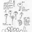 Image of Hebeloma luteicystidiatum Beker, Vesterh. & U. Eberh. 2015