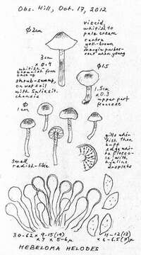 Image of Hebeloma luteicystidiatum Beker, Vesterh. & U. Eberh. 2015