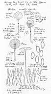 Plancia ëd Psilocybe stuntzii Guzmán & J. Ott 1977