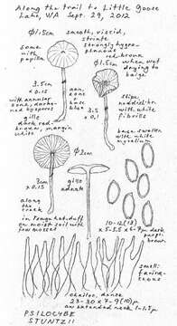 Plancia ëd Psilocybe stuntzii Guzmán & J. Ott 1977