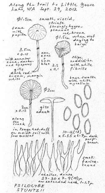 Plancia ëd Psilocybe stuntzii Guzmán & J. Ott 1977