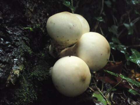 Image de Lycoperdon