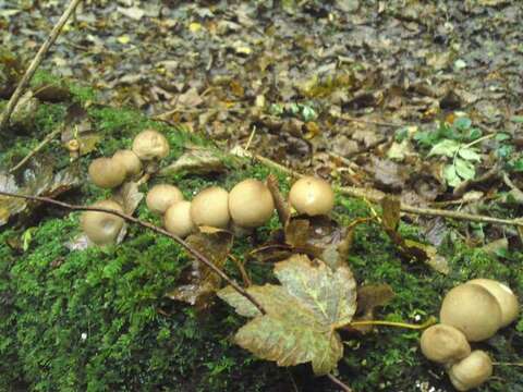 Image de Lycoperdon