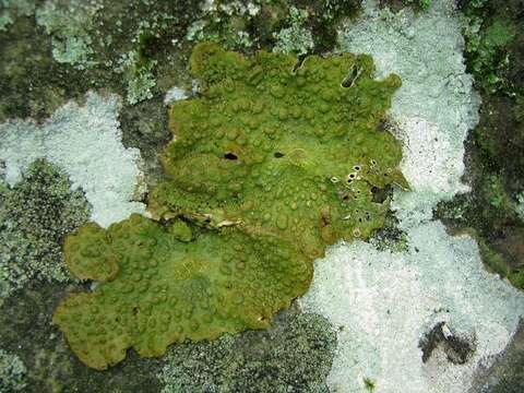 Image of Common toadskin lichen