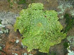 Image of Common toadskin lichen