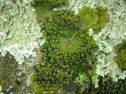 Image of Common toadskin lichen