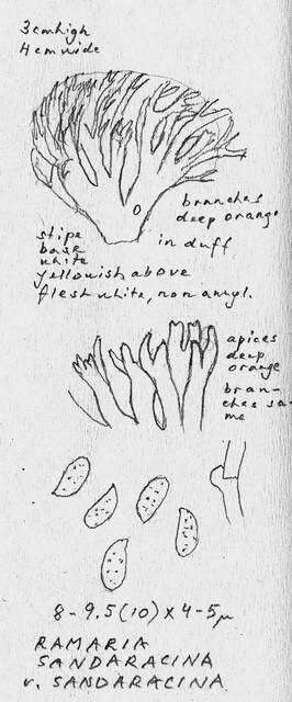 Image of Ramaria sandaracina Marr & D. E. Stuntz 1974