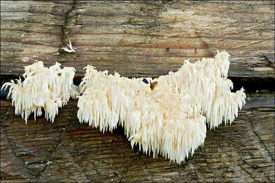 Image of tooth fungi