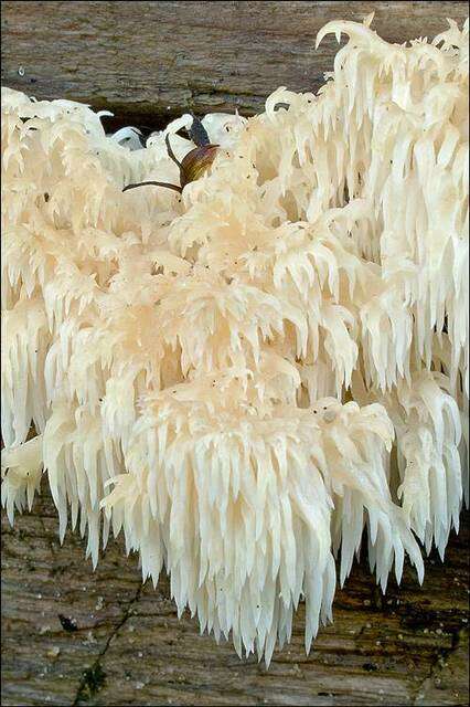 Image of tooth fungi