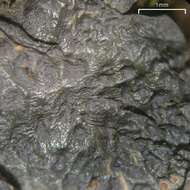 Image of skin lichen