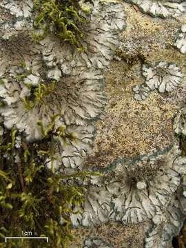 Image of coccocarpia lichen