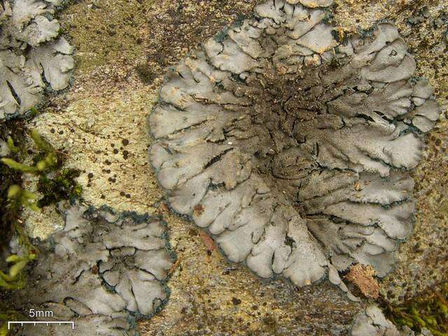 Image of coccocarpia lichen