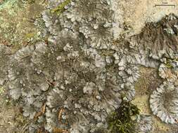 Image of coccocarpia lichen