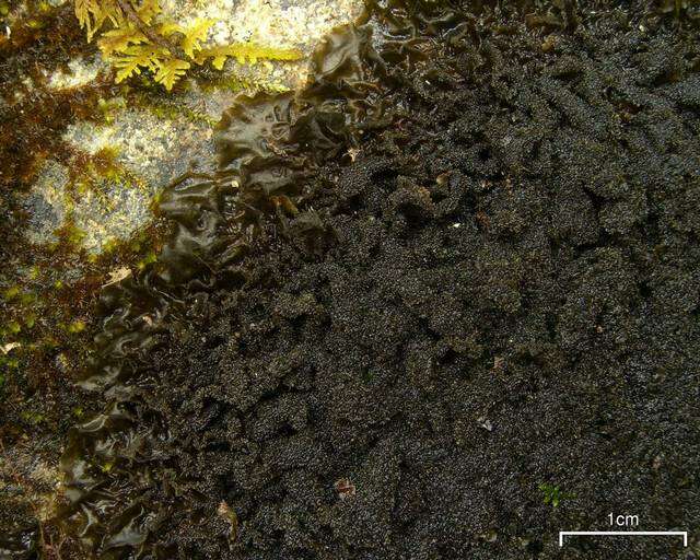 Image of skin lichen