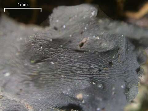 Image of Austroamerican skin lichen