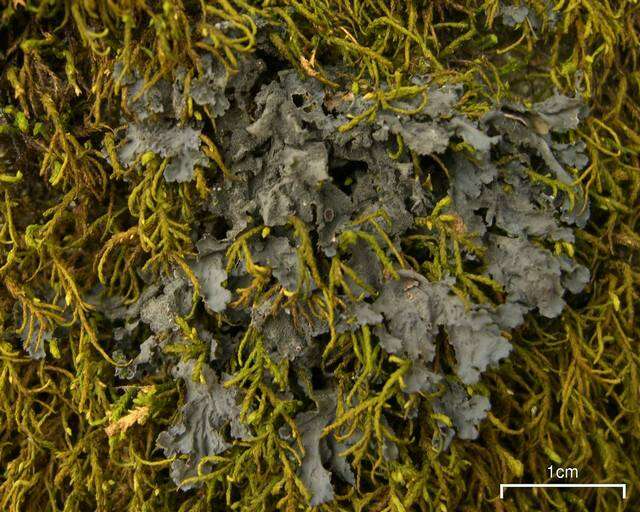 Image of skin lichen