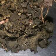 Collema fuscovirens (With.) J. R. Laundon resmi