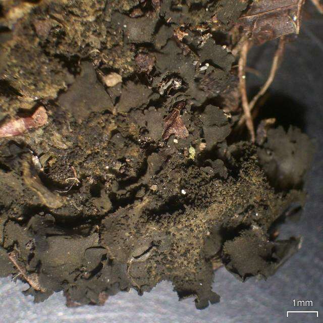 Collema fuscovirens (With.) J. R. Laundon resmi