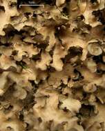 Image of spotted felt lichen