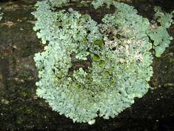 Image of myelochroa lichen