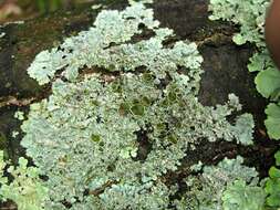 Image of myelochroa lichen