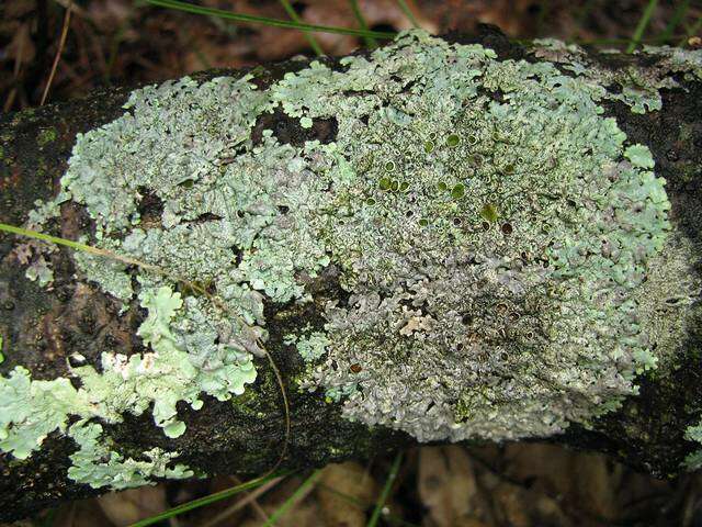 Image of myelochroa lichen