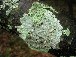 Image of myelochroa lichen