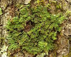 Image of fringed lichen