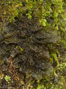 Image of jelly lichen