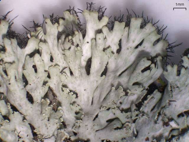 Image of Heterodermia crocea R. C. Harris