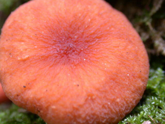 Image of Lactarius rubidus (Hesler & A. H. Sm.) Methven 2013