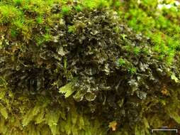 Image of skin lichen