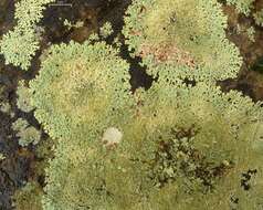 Image of myelochroa lichen