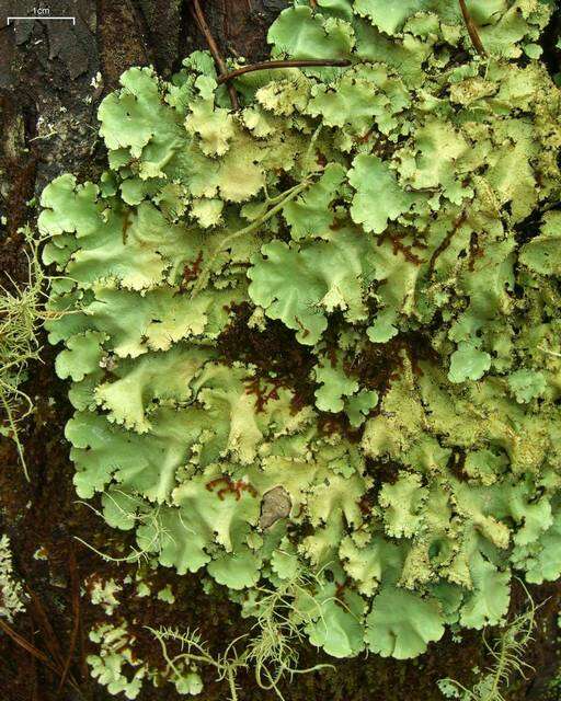 Image of Madagascar parmotrema lichen