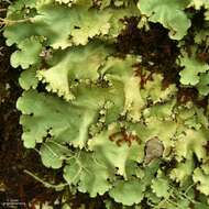 Image of Madagascar parmotrema lichen