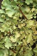 Image of Madagascar parmotrema lichen