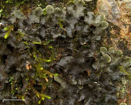 Image of spotted felt lichen