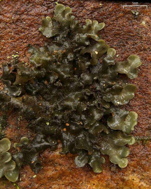 Image of spotted felt lichen