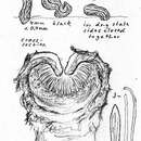 Image of Colpoma crispum (Pers.) Sacc. 1891