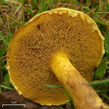 Image of Suillus americanus (Peck) Snell 1944