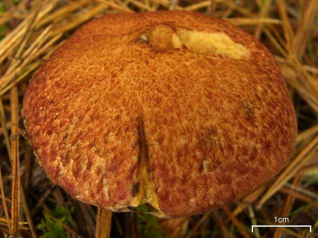 Image of Clinton’s boletus