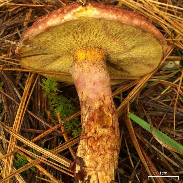 Image of Clinton’s boletus