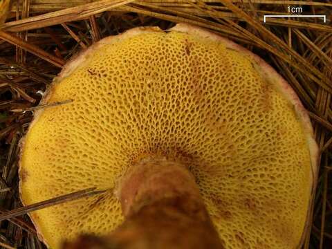 Image of Clinton’s boletus