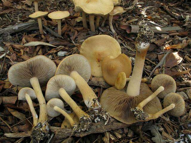 Image de Agrocybe