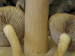 Image de Agrocybe