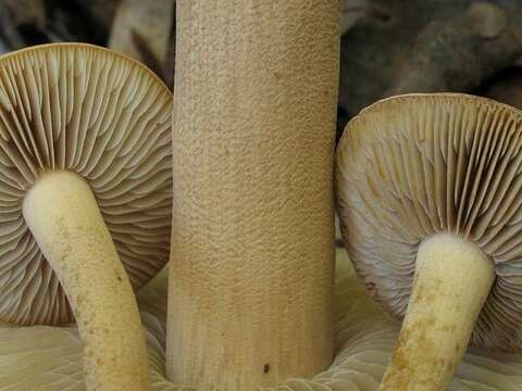 Image of Agrocybe