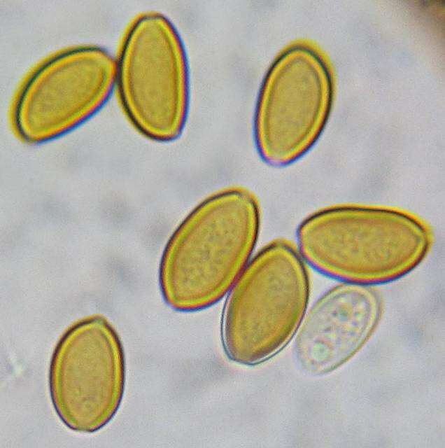 Слика од Agrocybe