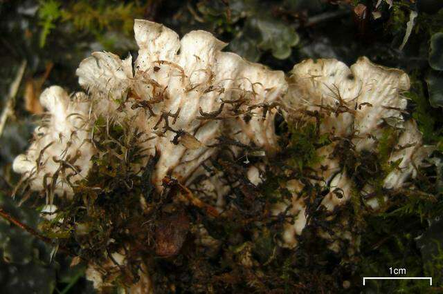 Plancia ëd Peltigera praetextata (Flörke ex Sommerf.) Zopf